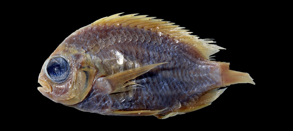 What was lost can be found: the century old holotype of Chromis mirationis. Photo by H. Senou.