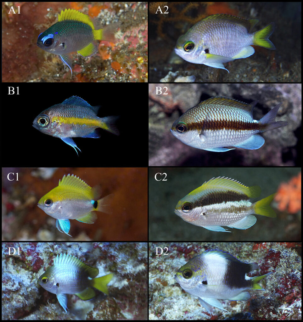 From the paper: Chromis tingting and allied species, here's how you tell them apart as a hobbyist! Juveniles and adults of selected Chromis species: A1: Chromis tingting sp. nov., juvenile, Hachijo-Jima, Japan (Photo by Kiss2Sea); A2: Chromis tingting sp. nov., adult, Izu Oceanic Park, Japan (Photo by W. Takase); B1: Chromis mirationis, juvenile, aquarium specimen from Okinawa (Photo by Y.K. Tea); B2: Chromis mirationis, adult, aquarium specimen from Izu peninsular (Photo by Y.K. Tea); C1: Chromis okamurai, juvenile, Kashiwajima, Japan (Photo by K. Nakajima); C2: Chromis okamurai, adult, Kashiwajima, Japan (Photo by K. Nakajima); D1: Chromis struhsakeri, juvenile, Midway Atoll (Photo by R. Whitton); D2: Chromis struhsakeri, adult, Midway Atoll (Photo by R. Whitton).