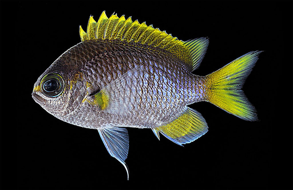 One more look at Ting-Ting's Chromis, aka. the Moonstone Chromis or Gekko-suzumedai in Japanese. Photo by H. Senou.