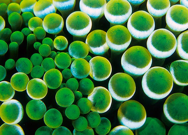 Best Aquarium Invertebrates: Bubbletip Anemone