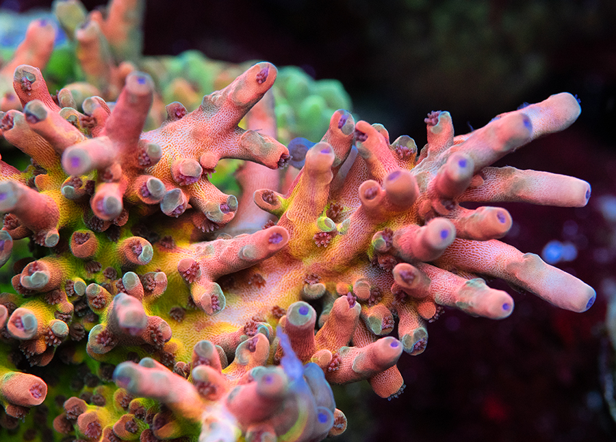 Can you identify this coral which is being grown and fragged by hobbyist-coral farmer Thinh Vu? Image: Michael Vargas Photography.