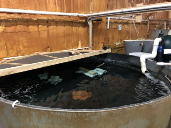 Broodstock tank at the UF/IFAS Indian River Research and Education Center