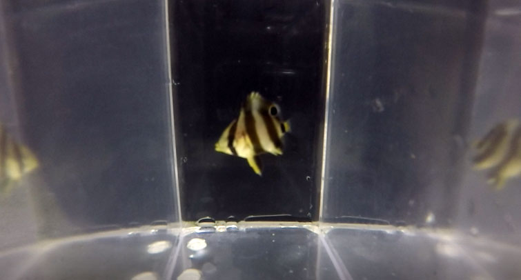 VIDEO: Rising Tide Success – Breeding the Banded Butterflyfish!