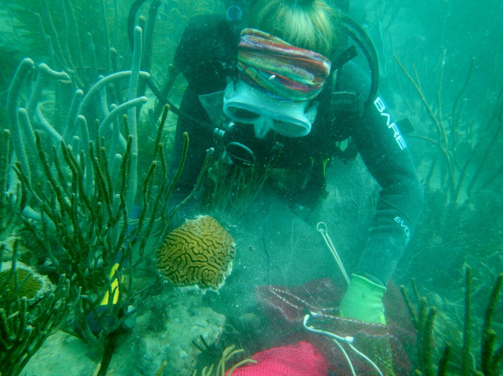 A FWC coral biologist places a brain coral, Diploria labrynthiformes, into a mesh collection bag. - Image via FWC - CC BY-NC-ND 2.0