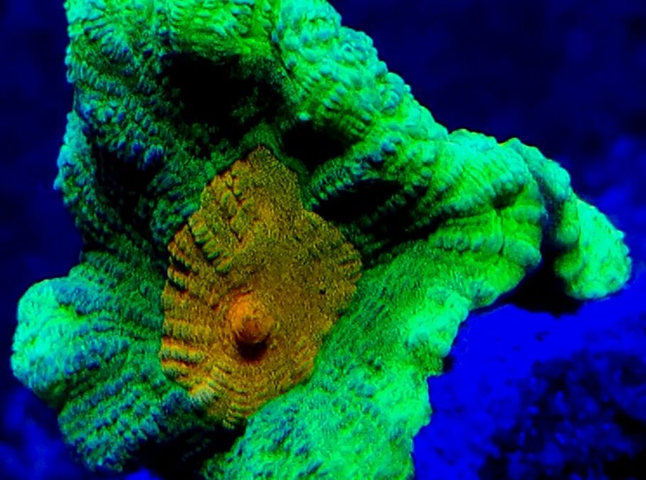 A Colorful Coral That’s Accessible for Beginners