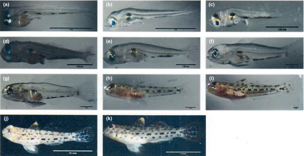 Larval and juvenile development of Istigobius ornatus at: (a) Newly hatched larvae (2.12 ± 0.04 mm TL) with 25–26 somites; (b) 1 day post hatch (dph) preflexion larvae (2.47 ± 0.05 mm TL) with yolk completely absorbed; (c) 5 dph preflexion larvae (2.82 ± 0.005 mm TL) with melanophores on the caudal region; (d) 12 dph flexion larvae (3.53 ± 0.005 mm TL) with an upward turn of the notochord tip; (e) 16 dph post flexion larvae (4.47 ± 0.15 mm TL) with the hypural bone pointed upward; (f) 26 dph post flexion larvae (7.46 ± 0.01 mm TL) with the first dorsal and pelvic‐fins; (g) 30 dph juveniles (7.79 ± 0.006 mm TL) with overall adult number of fin spines and soft rays; (h) 40 dph juveniles (10.16 ± 0.09 mm TL) with full juvenile colouration; (i) 50 dph juveniles (18.27 ± 0.03 mm TL) with silvering in appearance; (j) 70 dph juveniles (4.47 ± 0.47 mm TL) with yellow and red blotches on the first dorsal fin; (k) 100 dph juveniles (4.16 ± 0.31 mm TL) with red blotches on the head and snout. The scale bars of (a)–(h) = 1.0 mm and scale bars of (i)–(k) = 10.0 mm 