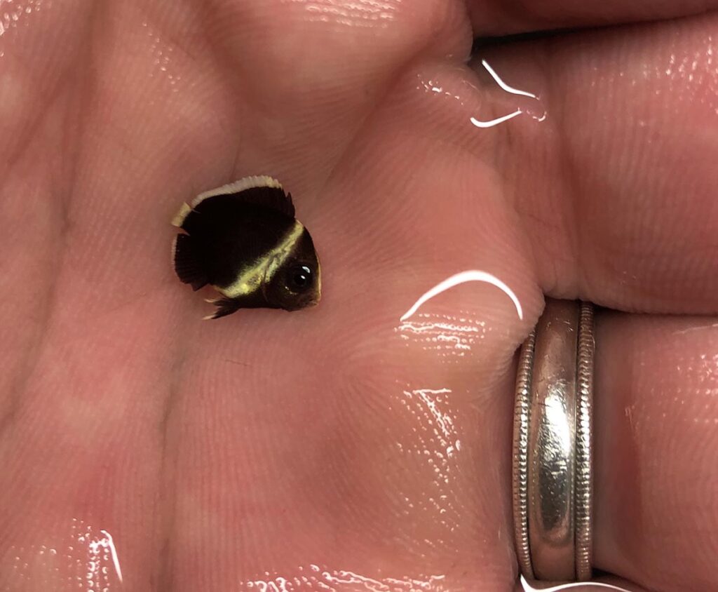 One of the first captive-bred individuals of the undescribed Black Phantom Chaetodontoplus. Note the ring for scale! Image courtesy Poma Labs.