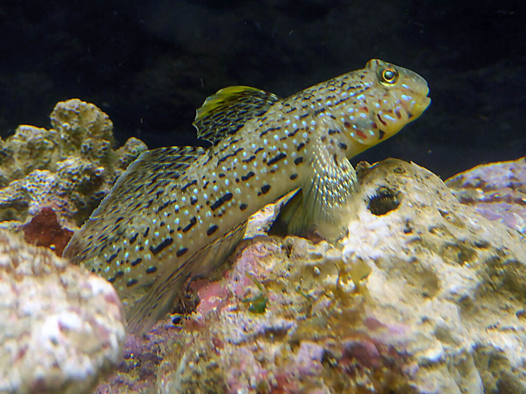 An adult Ornate Goby, Istigobius ornatus, broodstock used to spawn and rear the species for the first time in captivity. Image courtesy Pei-Sheng Chiu.