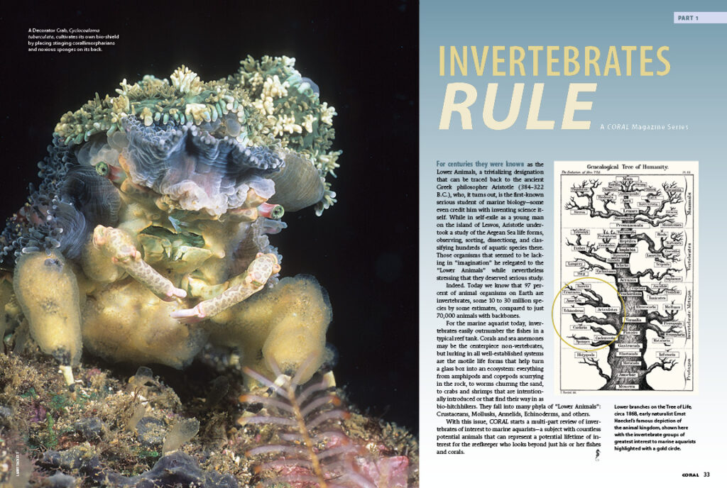 With this issue, CORAL starts a multi-part review of invertebrates of interest to marine aquarists—a subject with countless potential animals that can represent a potential lifetime of interest for the reefkeeper who looks beyond just his or her fishes and corals.
