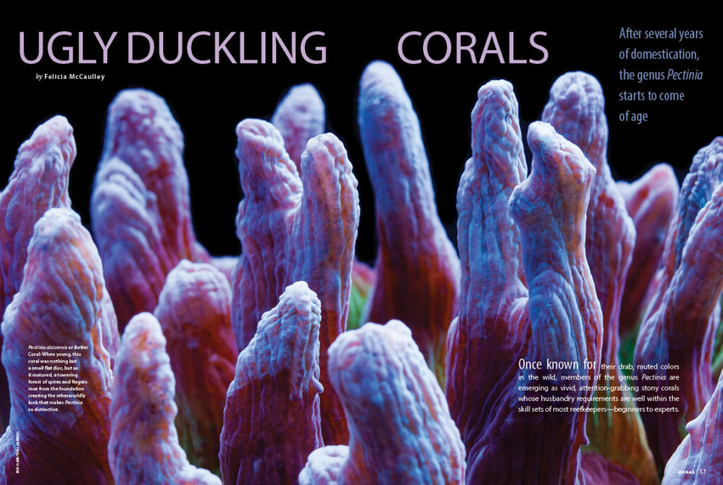 Once known for their drab, muted colors in the wild, members of the genus Pectinia are emerging as vivid, attention-grabbing stony corals whose husbandry requirements are well within the skill sets of most reefkeepers—beginners to experts. Felicia McCaulley shares the "Ugly Duckling Corals".