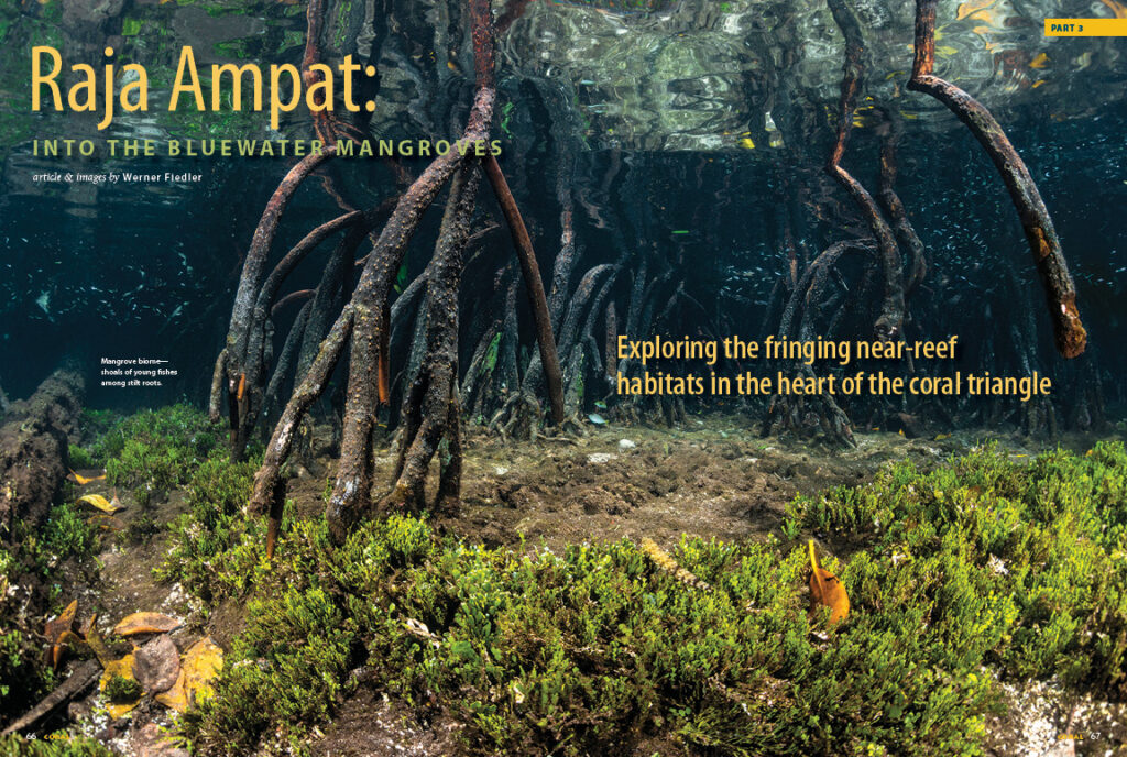 In our final installment, Werner Fiedler brings us to a lush coastal habitat. Journey to the mangrove biome, or mangal, in "Raja Ampat Part 3: Into The Blue Water Mangroves."