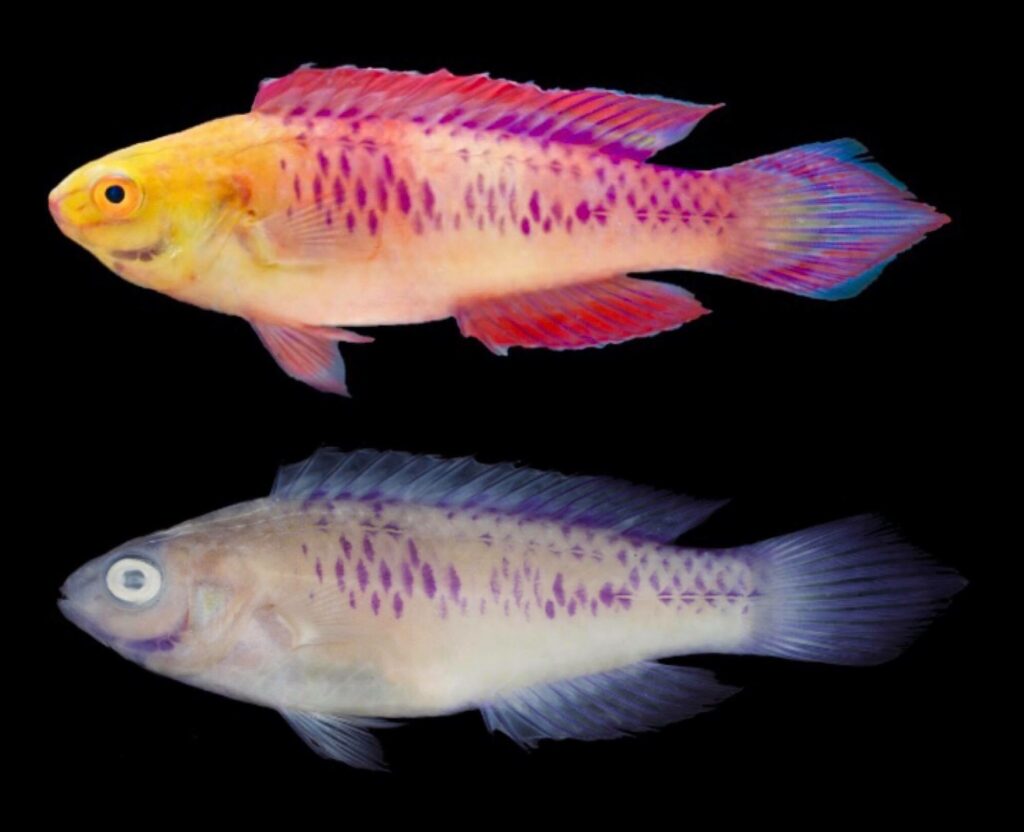 The male holotype for the Vibranium Fairy Wrasse (Cirrhilabrus wakanda), shown freshly euthanized (above) and preserved (below). Image credits: Photograph by H.T. Pinheiro and B. Shepherd (upper) and L.A. Rocha (lower).