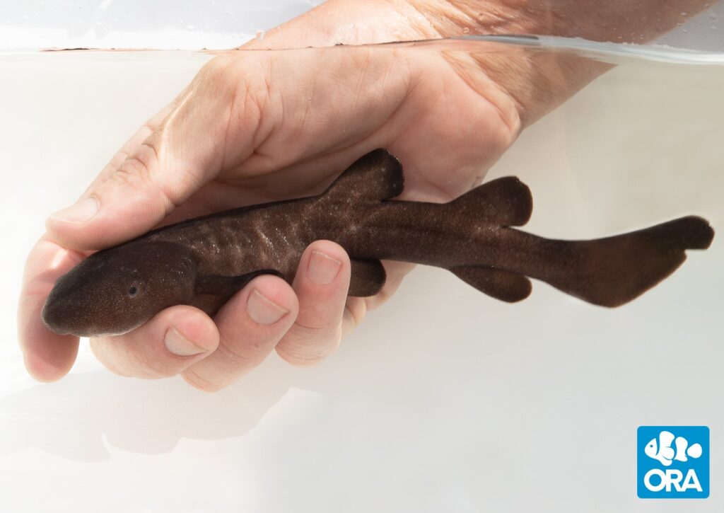 Finally, aquarists have access to a Nurse Shark that doesn't reach lengths of 10 feet or more! Meet ORA's newest baby shark, the Short-tail Nurse Shark!
