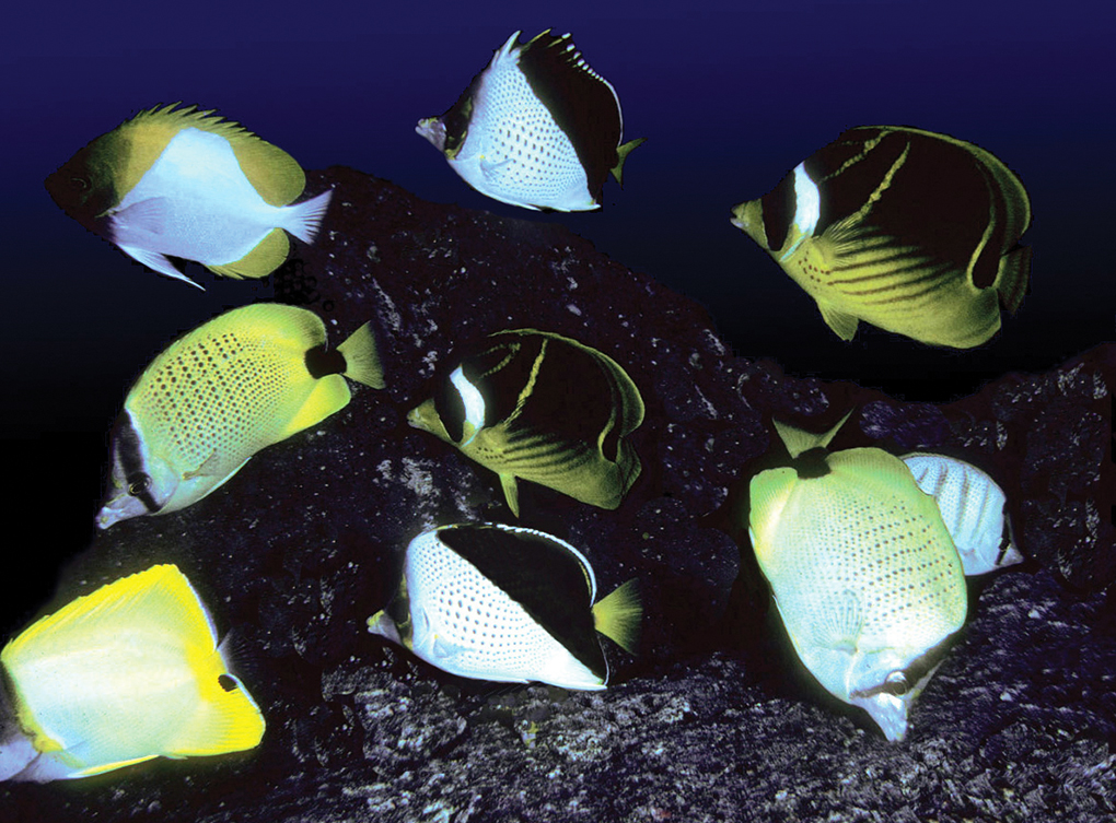 Six species of butterflyfishes feeding on the ova of a damselfish at Kona, Hawai‘i, after the guarding parent was driven away. Image: John L. Earle
