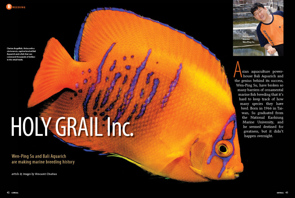 Asian aquaculture powerhouse Bali Aquarich and the genius behind its success, Wen-Ping Su, have broken so many barriers of ornamental marine fish breeding that it’s hard to keep track of how many species they have bred. Learn more in HOLY GRAIL, Inc., by Vincent Chalias.