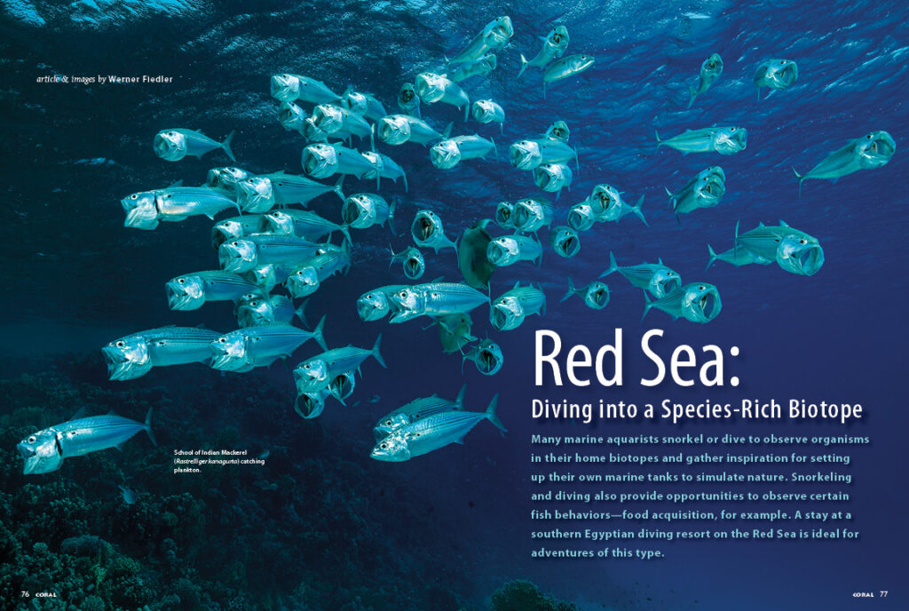 Join Werner Fiedler as he takes you on a dive journey to the Red Sea.