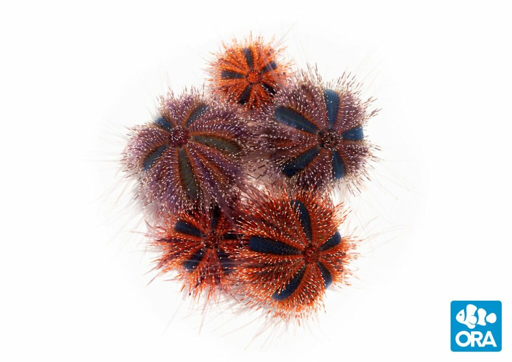 Seen together, ORA's blue and red variants of Tuxedo Urchins are quite distinctive and attractive. So much for boring, drab, cleanup crews!