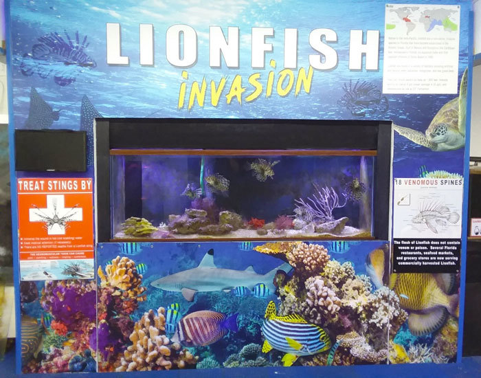 Florida’s FWC Offering Funds for Lionfish Education Exhibits