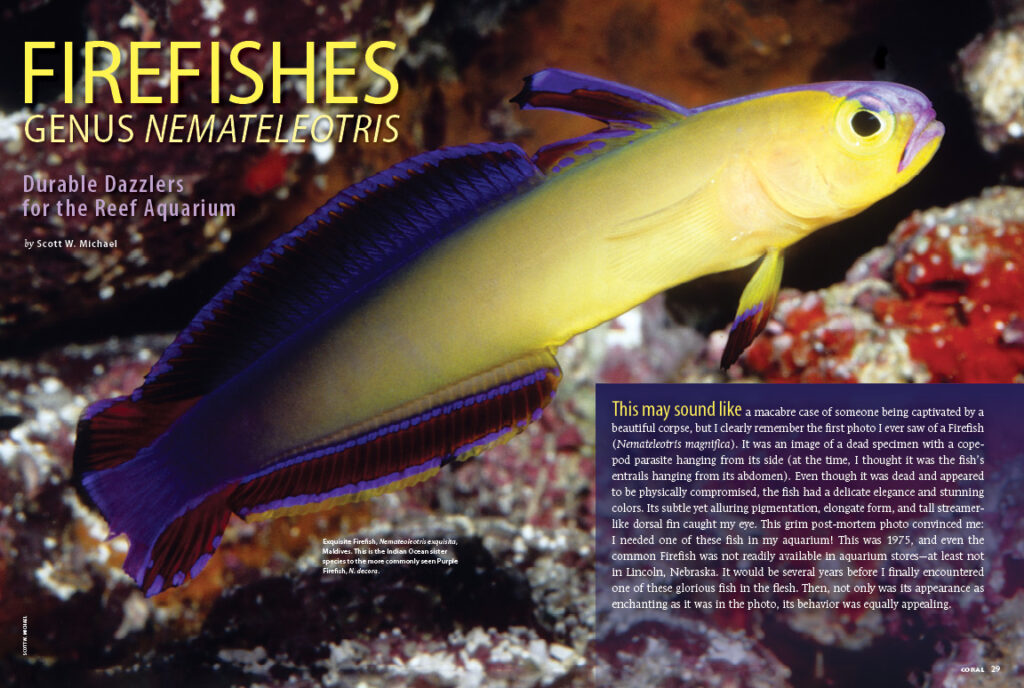 It turns out that Nemateleotris spp., are very well-suited for the home aquarium. Author Scott Michael surveys the genus, examining the natural history and captive care requirements of this alluring group of fishes that are now a mainstay in the pet fish trade.