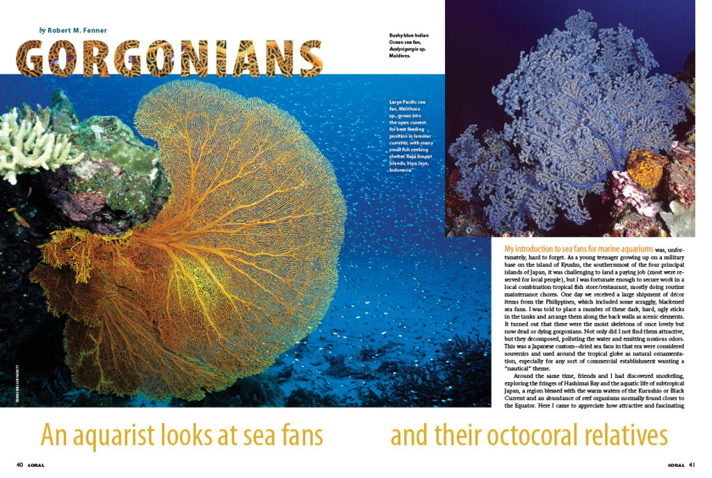 Robert M. Fenner introduces the gorgonians, commonly known as sea fans, sea plumes, sea rods, and sea whips. They are actually stinging-celled animals—Cnidarians—and distant cousins to stony corals, more closely related to the soft corals.
