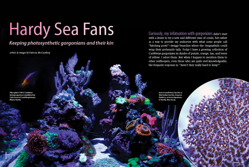 Find success with the hardy sea fans! Contributor Felicia McCaulley will introduce you to the basic husbandry of the photosynthetic gorgonians.