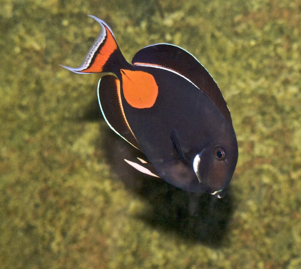 New bag limits are proposed for Hawaii's Achilles Tang in a new Draft Environmental Impact Statement submitted to the state of Hawaii. Image credit: Flickr user Jean / CC BY 2.0