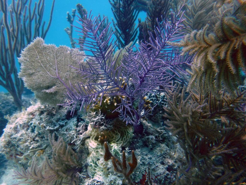 A Florida Keys biotope; the modern reefscape is dominated by numerous photosynthetic octocorals we commonly refer to as gorgonians. Several distinct species are clearly visible in this recent photo taken during a collecting trip by Florida aquarium trade collector Philipp Rauch of KP Aquatics.