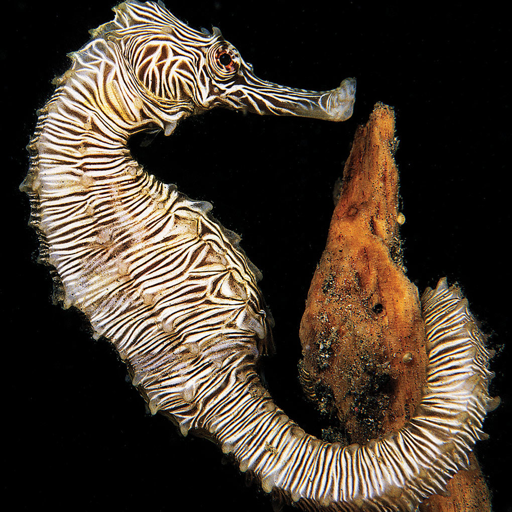 Zebra Seahorse, Hippocampus zebra, which grows to a height of about 3.5 inches (9 cm). Image: —Lembeh Strait, North Sulawesi, Indonesia | Denise Nielsen Tackett