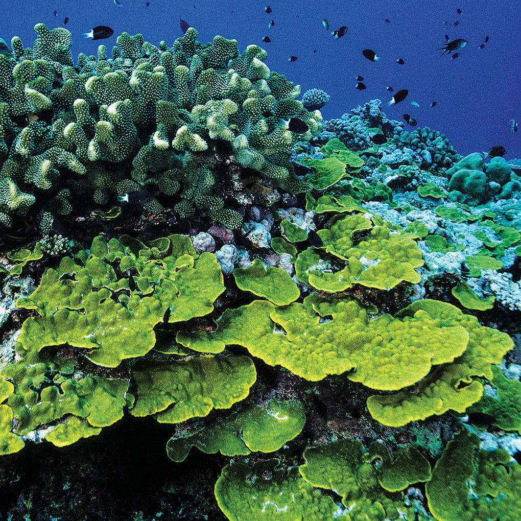 South Pacific reefscape with vibrant stony coral growth of Pocillopora, Montipora, Porites, Acropora, Turbinaria, and other species. Image: Bismarck Sea, Papua New Guinea | Denise Nielsen Tackett