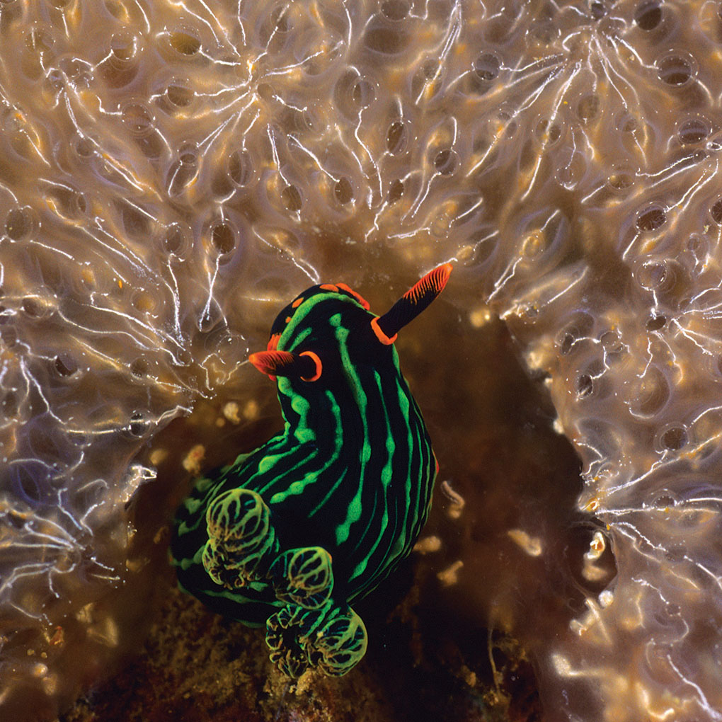 A Variable Neon Nudibranch, Nembrotha kubaryana, feeding on colonial tunicates, Diazona sp. —Lembeh Strait, North Sulawesi, Indonesia | Larry P. Tackett