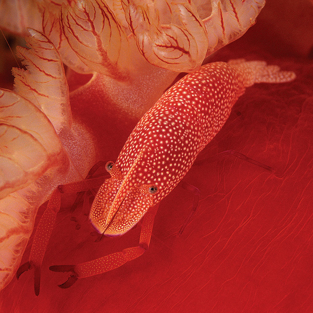 A commensal Emperor Shrimp, Periclimenes imperator, on a Spanish Dancer, Hexabranchus sanguineus, a large dorid nudibranch. —Lembeh Strait, North Sulawesi, Indonesia | Larry P. Tackett