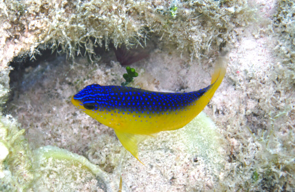 Such a stunner, but never really in the aquarium trade these days: The Beau Gregory, Stegastes leucostictus, a juvenile, photographed near a small patch reef just west of Cut Cay, eastern Graham's Harbour, northeastern San Salvador Island, eastern Bahamas. Image Credit: James St. John, CC BY 2.0.