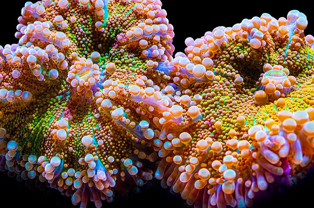 Mystery Species: Can You ID This Reef Animal?