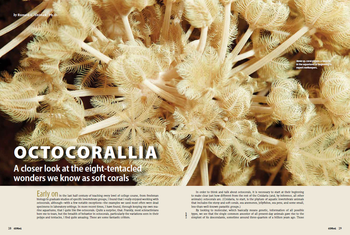 OCTOCORALLIA: A closer look at the eight-tentacled wonders we know as soft corals - by Ronald L. Shimek, Ph.D.