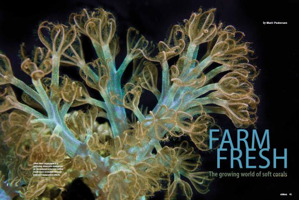 FARM FRESH: The growing world of soft coral by Matt Pedersen