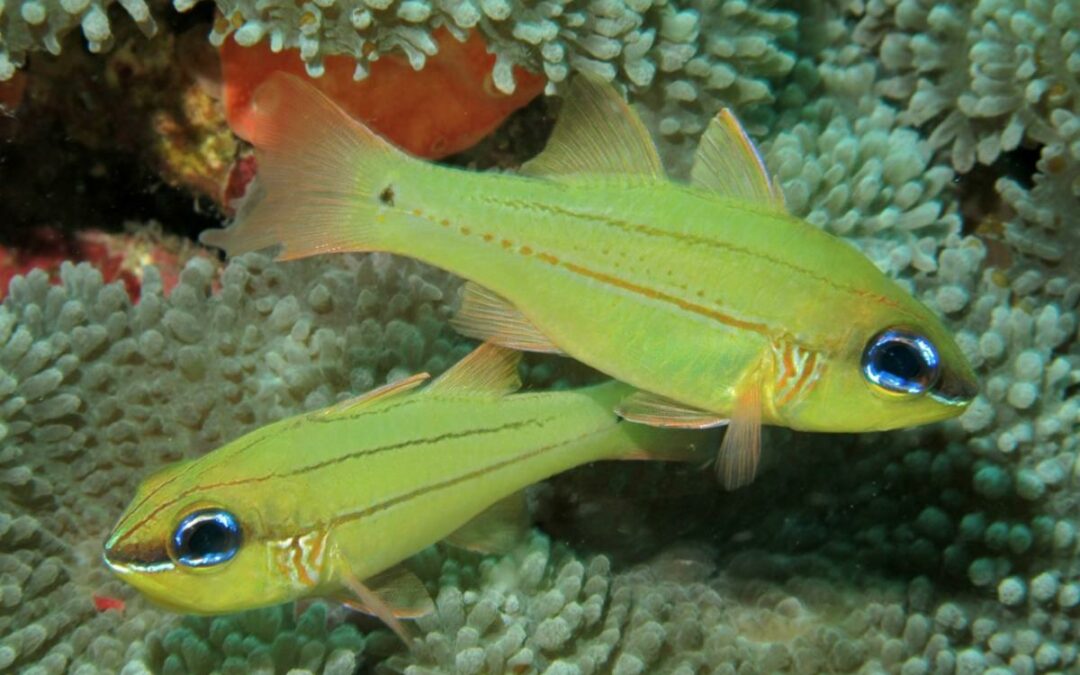 Seale’s Cardinalfish is the Latest Captive-Breeding First