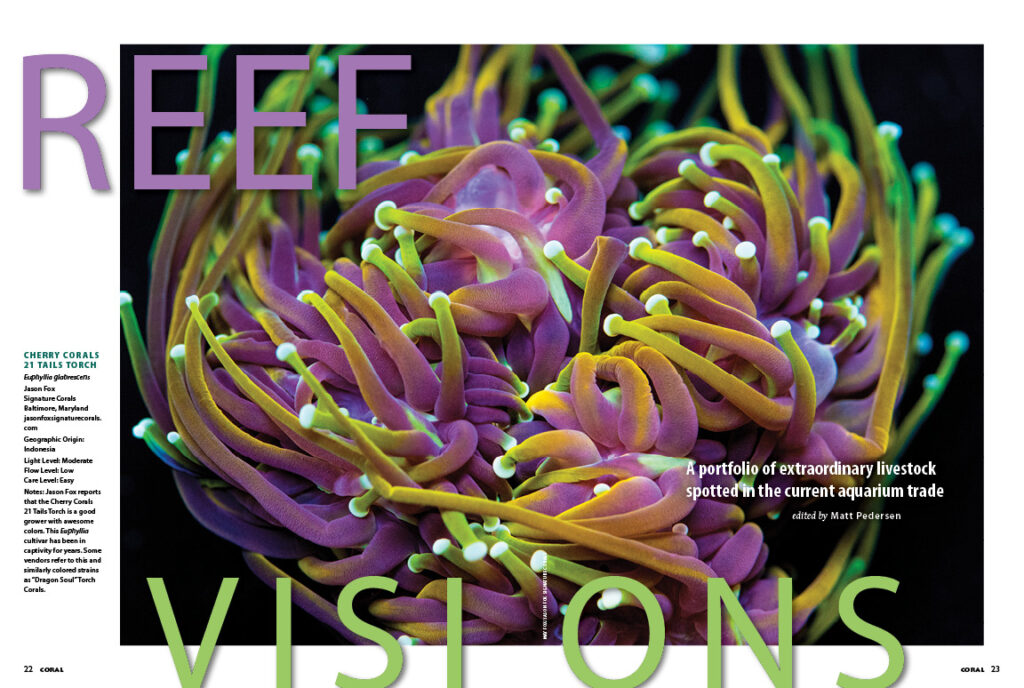 REEF VISIONS is sure to excite the coral reef enthusiast in all of us with a visual feast of rarities and oddities. The highly coveted Cherry Corals 21 Tails Torch, photographed by May Fox for Jason Fox Signature Corals, captures the opening spread in this first installment for 2020.