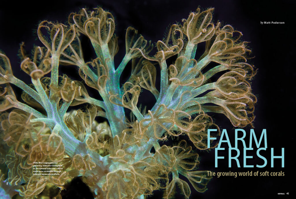 Fresh from ocean farms and land-based coral aquaculture systems, commercial-scale production of soft corals ensures a steady supply of easy to keep and rare, colorful varieties. Matt Pedersen reports back from coral farmers around the globe, sharing their insights into what's being produced and the challenges being faced.