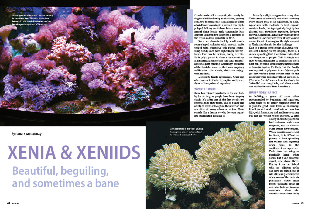 XENIA & XENIIDS—Beautiful, beguiling, and sometimes a bane: Felicia McCaulley shares everything you need to know about these popular yet occasionally problematic pulsing soft corals. 