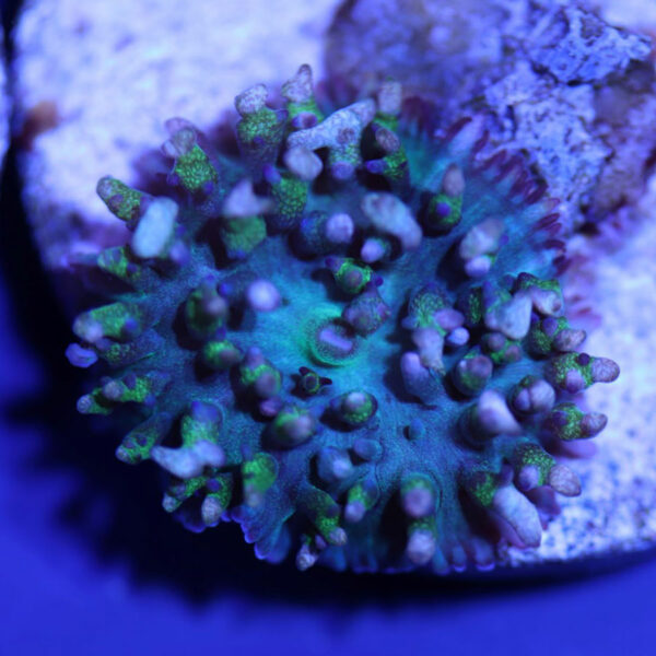 Rhodactis-osculifera-aquacultured-by-Bocas-Mariculture-from-Biota ...