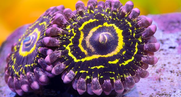VISIONS Insight: Stratosphere Zoanthid