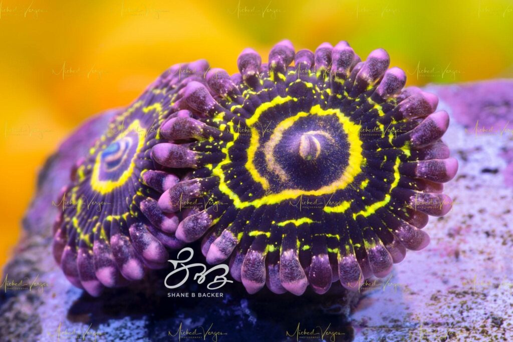 Stratosphere Zoanthid: A high resolution watermarked version of the printed image, shared so you can see the detail captured by CORAL photographer Michael Vargas. The original image is more than double this size still!
