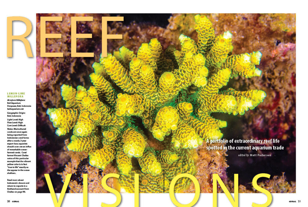 REEF VISIONS: A portfolio of extraordinary reef life spotted in the current aquarium trade. A stunning maricutlured Lemon-Lime Acropora millepora from Bali Aquarium, photographed by Vincent Chalias, ushers in the return of Indonesian corals and leads off this issue's highlights.