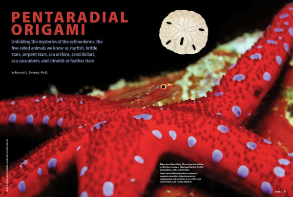 PENTARADIAL ORIGAMI, by Ronald L. Shimek, Ph.D., unfolds the mysteries of the echinoderms: the five-sided animals we know as starfish, brittle stars, serpent stars, sea urchins, sand dollars, sea cucumbers, and crinoids or feather stars.