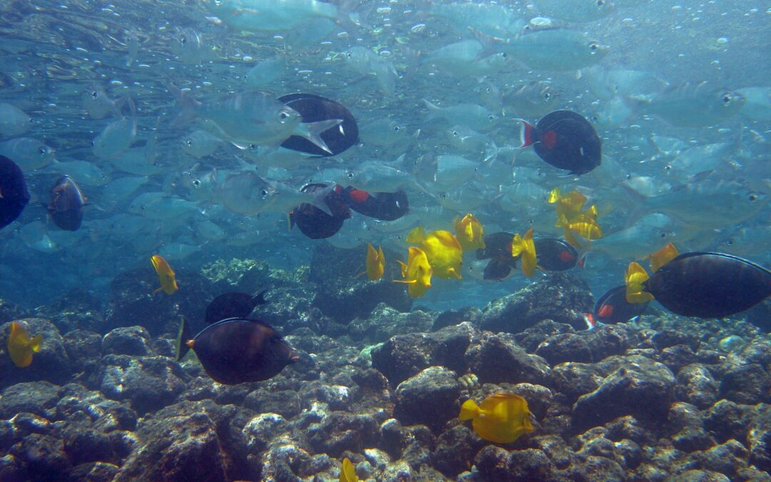‘Tis the Season—For Hawaii Aquarium Ban Bills