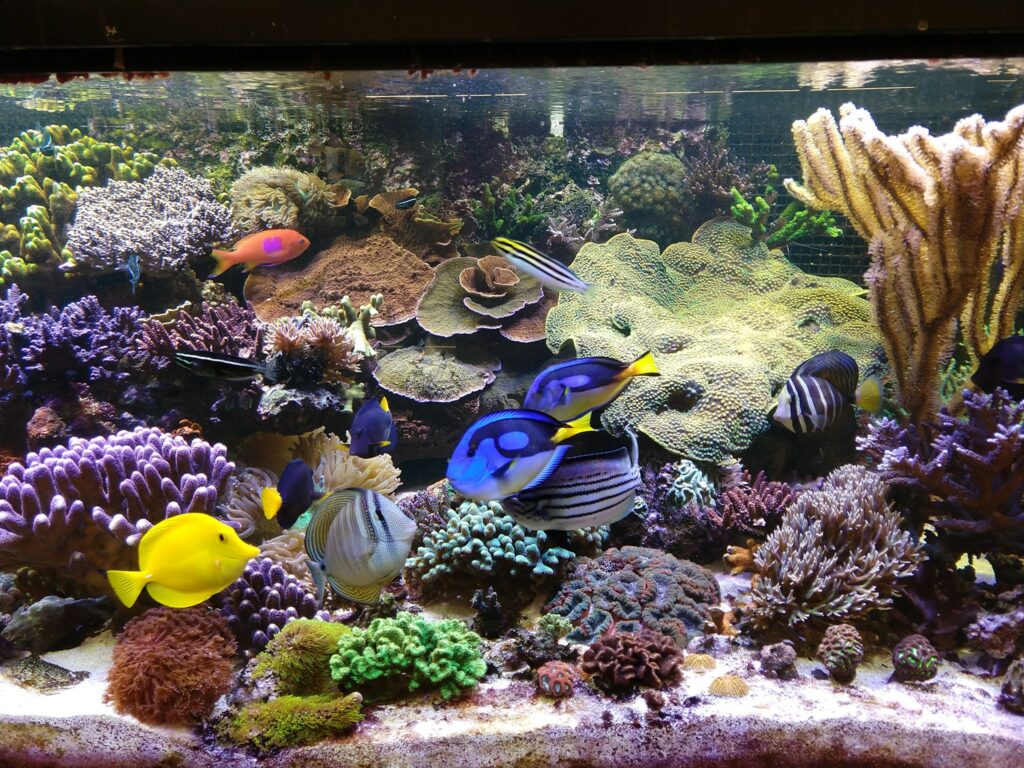 The several-hundred gallon reef aquarium is an integral teaching tool for Augsburg biology students. Many fishes are actively spawning in this system. Image credit: Bill Capman