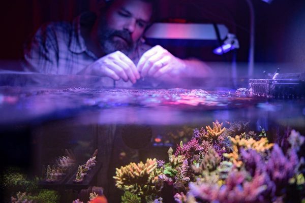 Brad Bessett of Dallas, TX works on his reef, and uses ICP testing to check water chemistry levels.