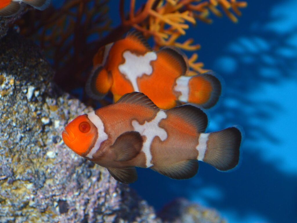 The reduced production of black pigmentation is a peculiar feature of albinism in clownfish, as we generally think of albinism as the complete lack of melanin.