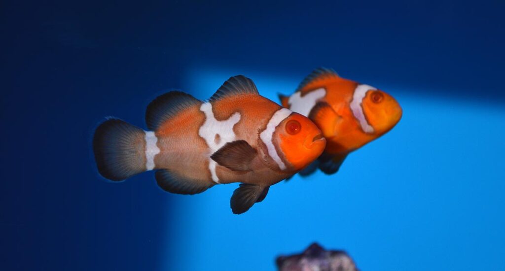 ORA's new Snow Zombie Clownfish on display at the 2020 Global Pet Expo.