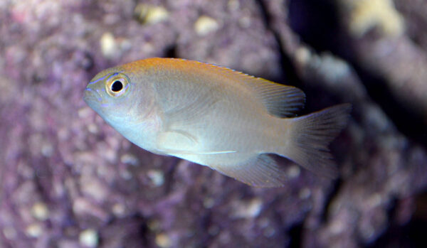 One last look at the newly-bred Pink Smith Damselfish which ORA debuted at the 2020 Global Pet Expo.